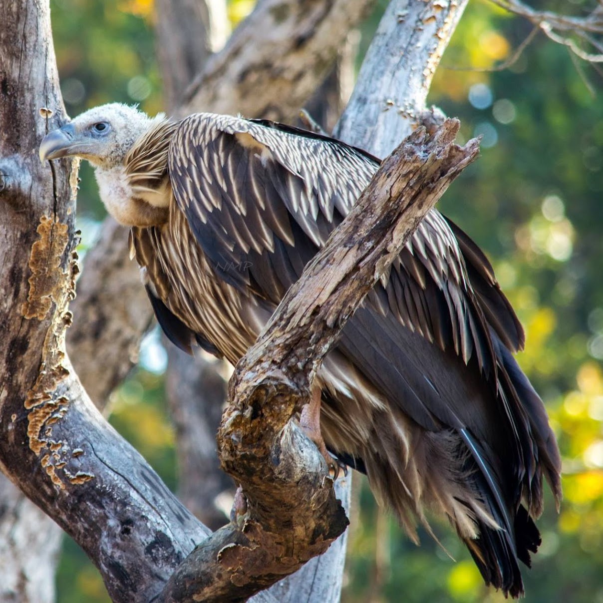 Himalayan Griffon Vulture